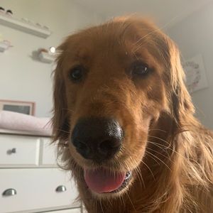 Meet your Posher, Alex